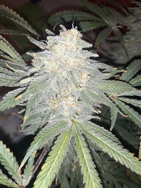 Whereas Uncle Fester's Skunk 18 is not related to Skunk 1, Skunk 1988, or any other strains tested. . Roadkill skunk seeds